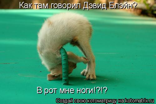 Как там говорил Дэвид Блэйн? В рот мне ноги!?!?... Котоматрица: Как там говорил Дэвид Блэйн? В рот мне ноги!?!?