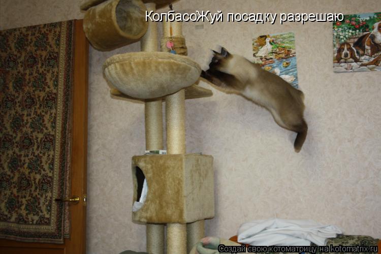КолбасоЖуй посадку разрешаю... Котоматрица: КолбасоЖуй посадку разрешаю