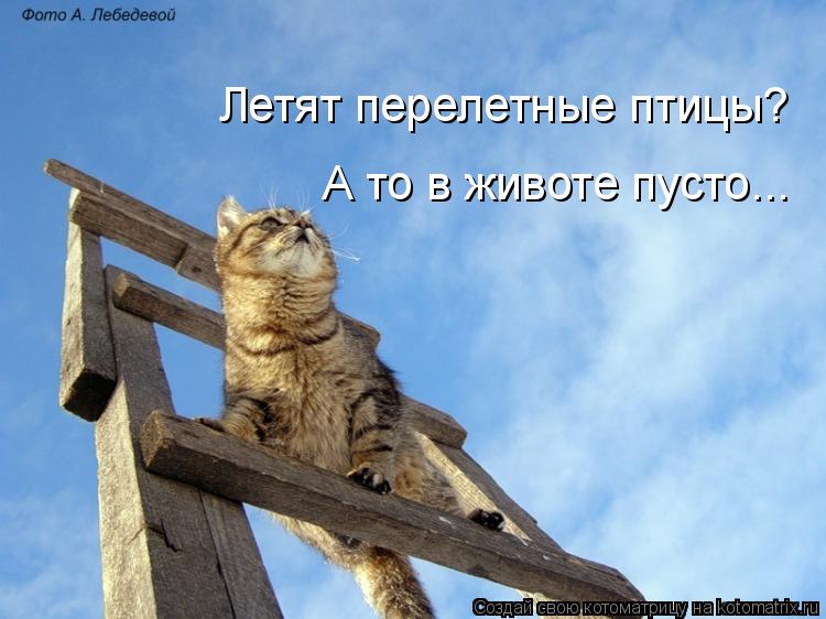 Летят перелетные птицы? А то в животе пусто...... Котоматрица: Летят перелетные птицы? А то в животе пусто...
