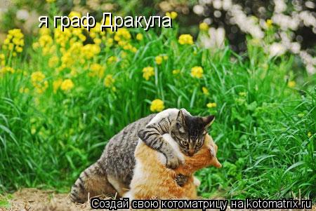 я граф Дракула... Котоматрица: я граф Дракула