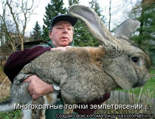 Многократные толчки землетрясений...... Котоматрица: Многократные толчки землетрясений...