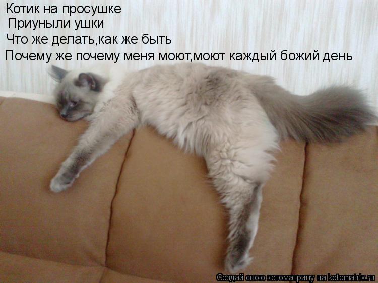Котик на просушке Приуныли ушки Что же делать,как же быть Почему же почему меня моют,моют каждый б... Котоматрица: Котик на просушке Приуныли ушки Что же делать,как же быть Почему же почему меня моют,моют каждый божий день