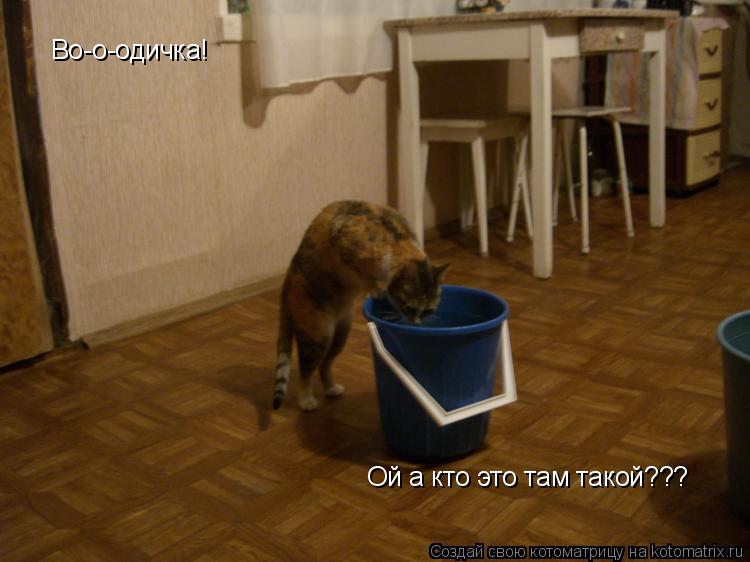 Во-о-одичка! Ой а кто это там такой???... Котоматрица: Во-о-одичка! Ой а кто это там такой???