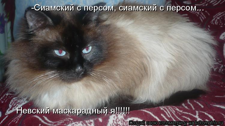 -Сиамский с персом, сиамский с персом... Невский маскарадный я!!!!!!... Котоматрица: -Сиамский с персом, сиамский с персом... Невский маскарадный я!!!!!!