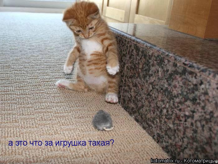 а это что за игрушка такая?... Котоматрица: а это что за игрушка такая?