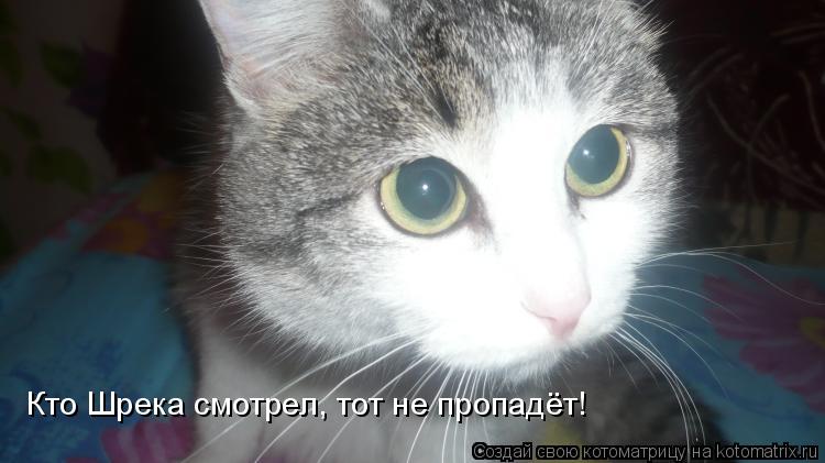 Кто Шрека смотрел, тот не пропадёт!... Котоматрица: Кто Шрека смотрел, тот не пропадёт!