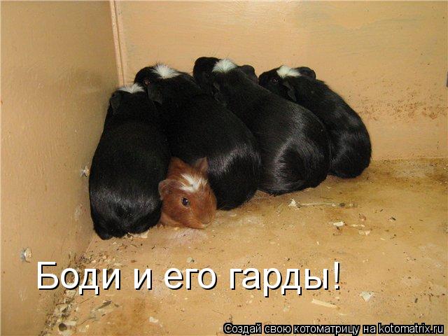 Боди и его гарды!... Котоматрица: Боди и его гарды!