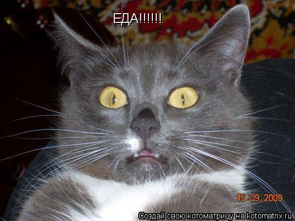 ЕДА!!!!!!... Котоматрица: ЕДА!!!!!!