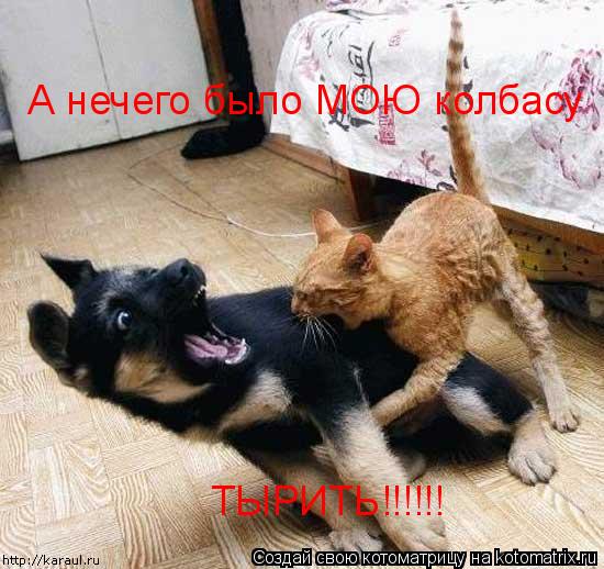 А нечего было МОЮ колбасу ТЫРИТЬ!!!!!!... Котоматрица: А нечего было МОЮ колбасу ТЫРИТЬ!!!!!!