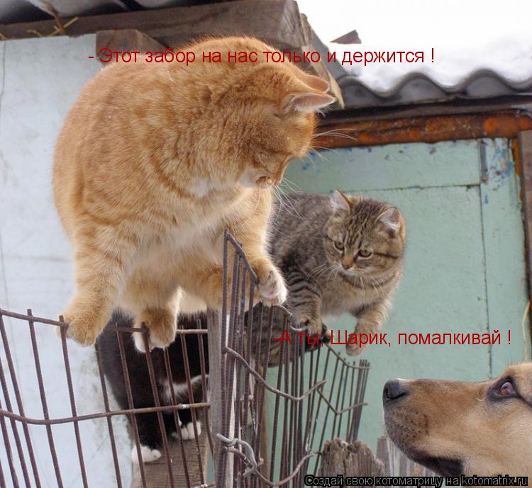 - Этот забор на нас только и держится ! -А ты, Шарик, помалкивай !... Котоматрица: - Этот забор на нас только и держится ! -А ты, Шарик, помалкивай !