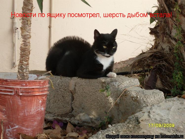 Новости по ящику посмотрел, шерсть дыбом встала!... Котоматрица: Новости по ящику посмотрел, шерсть дыбом встала!