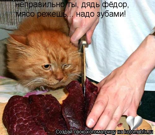 неправильно ты, дядь фёдор, мясо режешь... надо зубами!... Котоматрица: неправильно ты, дядь фёдор, мясо режешь... надо зубами!