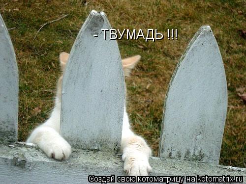 - ТВУМАДЬ !!!... Котоматрица: - ТВУМАДЬ !!!