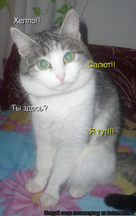 Хелло!! Салют!! Ты здесь? Я тут!!!... Котоматрица: Хелло!! Салют!! Ты здесь? Я тут!!!