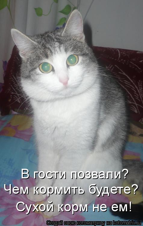 В гости позвали? Чем кормить будете? Сухой корм не ем!... Котоматрица: В гости позвали? Чем кормить будете? Сухой корм не ем!