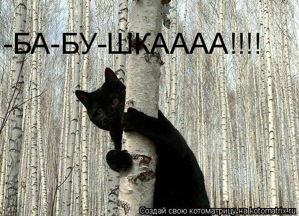 -БА-БУ-ШКАААА!!!!... Котоматрица: -БА-БУ-ШКАААА!!!!