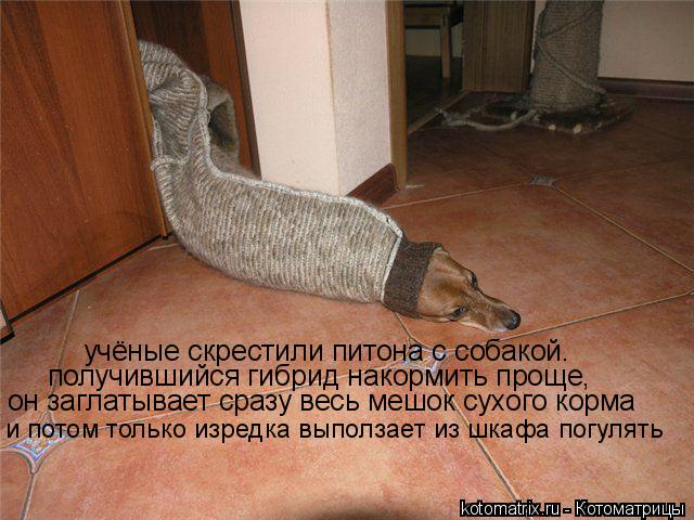 учёные скрестили питона с собакой. получившийся гибрид накормить проще, он заглатывает сразу весь ме... Котоматрица: учёные скрестили питона с собакой. получившийся гибрид накормить проще, он заглатывает сразу весь мешок сухого корма и потом только изред