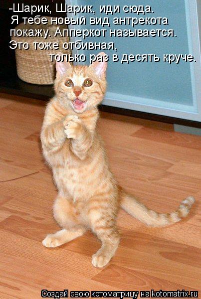 -Шарик, Шарик, иди сюда. Я тебе новый вид антрекота покажу. Апперкот называется. Это тоже отбивная, ... Котоматрица: -Шарик, Шарик, иди сюда. Я тебе новый вид антрекота покажу. Апперкот называется. Это тоже отбивная, только раз в десять круче.
