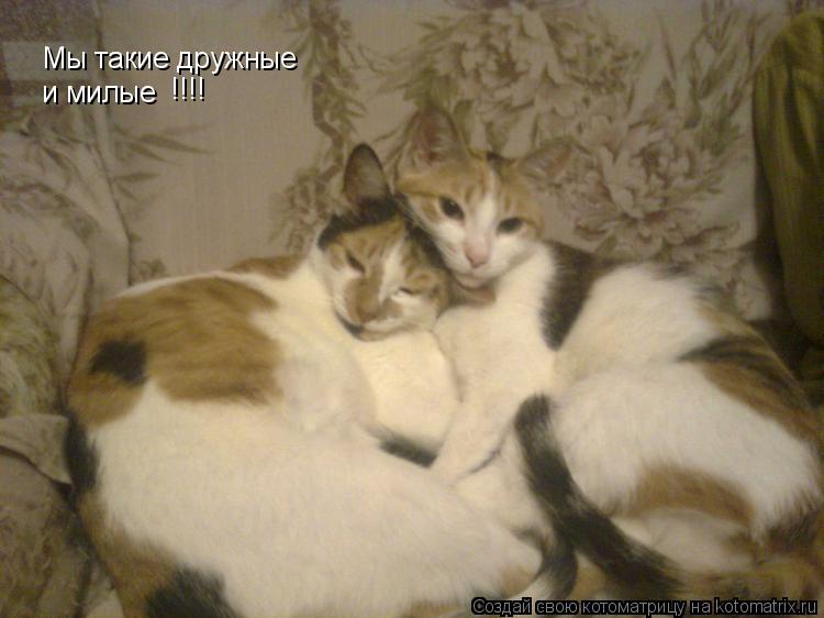 Мы такие дружные и милые !!!!... Котоматрица: Мы такие дружные и милые !!!!