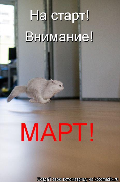 На старт! Внимание! МАРТ!... Котоматрица: На старт! Внимание! МАРТ!