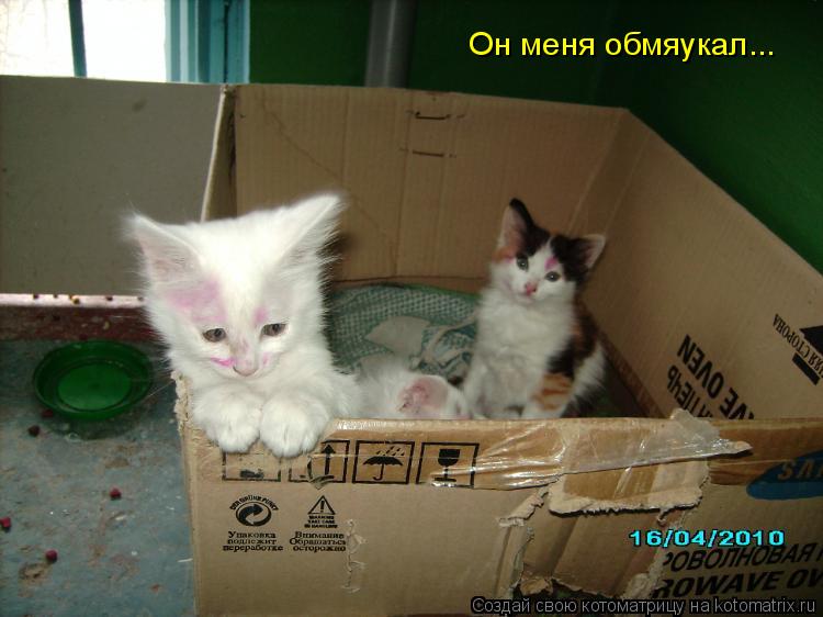 Он меня обмяукал...... Котоматрица: Он меня обмяукал...