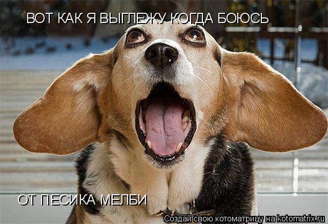 ВОТ КАК Я ВЫГЛЕЖУ КОГДА БОЮСЬ ОТ ПЕСИКА МЕЛБИ... Котоматрица: ВОТ КАК Я ВЫГЛЕЖУ КОГДА БОЮСЬ ОТ ПЕСИКА МЕЛБИ