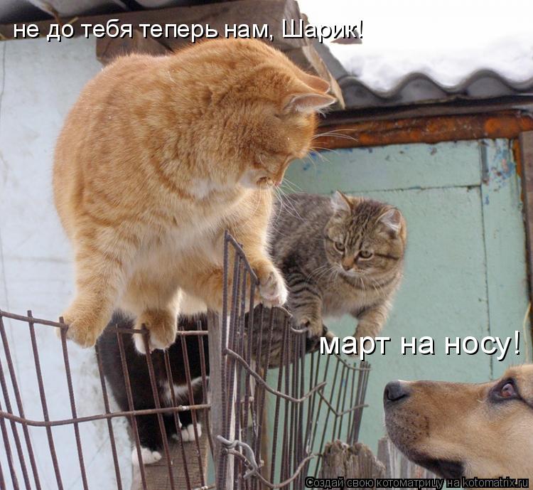 не до тебя теперь нам, Шарик! март на носу!... Котоматрица: не до тебя теперь нам, Шарик! март на носу!