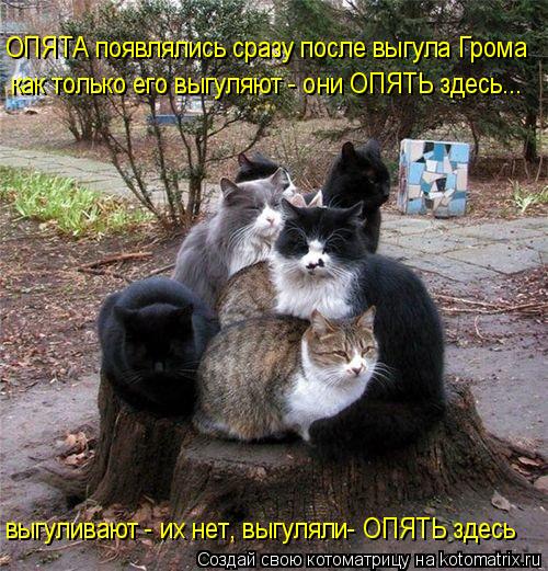 ОПЯТА появлялись сразу после выгула Грома как только его выгуляют - они ОПЯТЬ здесь... выгуливают - и... Котоматрица: ОПЯТА появлялись сразу после выгула Грома как только его выгуляют - они ОПЯТЬ здесь... выгуливают - их нет, выгуляли- ОПЯТЬ здесь
