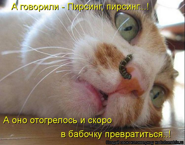 А говорили - Пирсинг, пирсинг...! А оно отогрелось и скоро в бабочку превратиться..!... Котоматрица: А говорили - Пирсинг, пирсинг...! А оно отогрелось и скоро в бабочку превратиться..!
