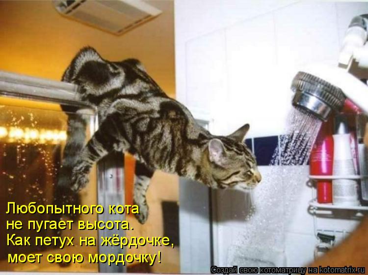 Любопытного кота Как петух на жёрдочке, не пугает высота. моет свою мордочку!... Котоматрица: Любопытного кота Как петух на жёрдочке, не пугает высота. моет свою мордочку!