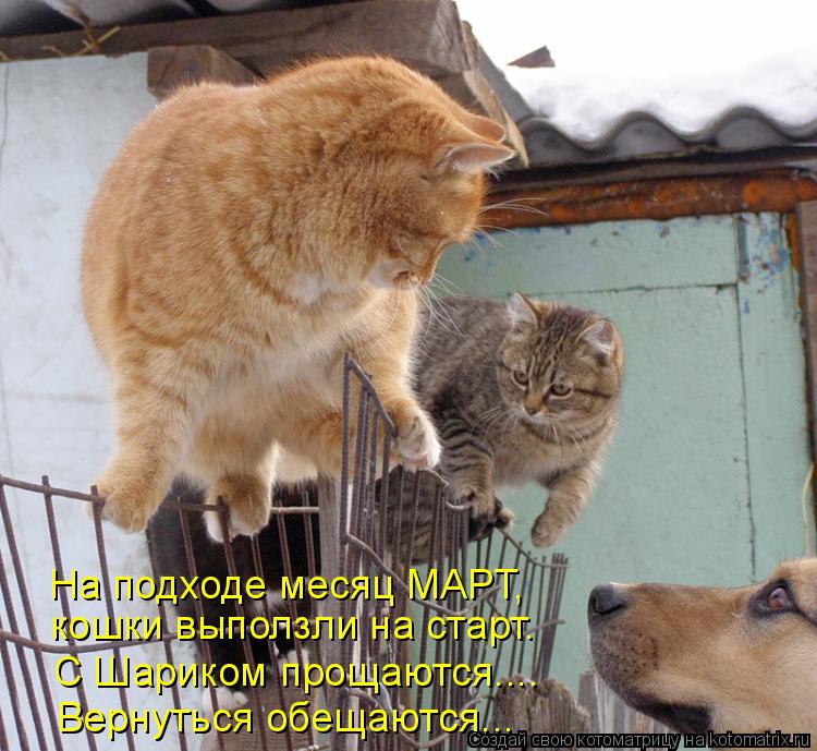 На подходе месяц МАРТ, кошки выползли на старт. С Шариком прощаются.... Вернуться обещаются...... Котоматрица: На подходе месяц МАРТ, кошки выползли на старт. С Шариком прощаются.... Вернуться обещаются...