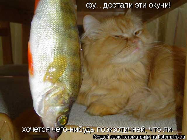 фу... достали эти окуни! хочется чего-нибудь поэкзотичней, что ли...... Котоматрица: фу... достали эти окуни! хочется чего-нибудь поэкзотичней, что ли...