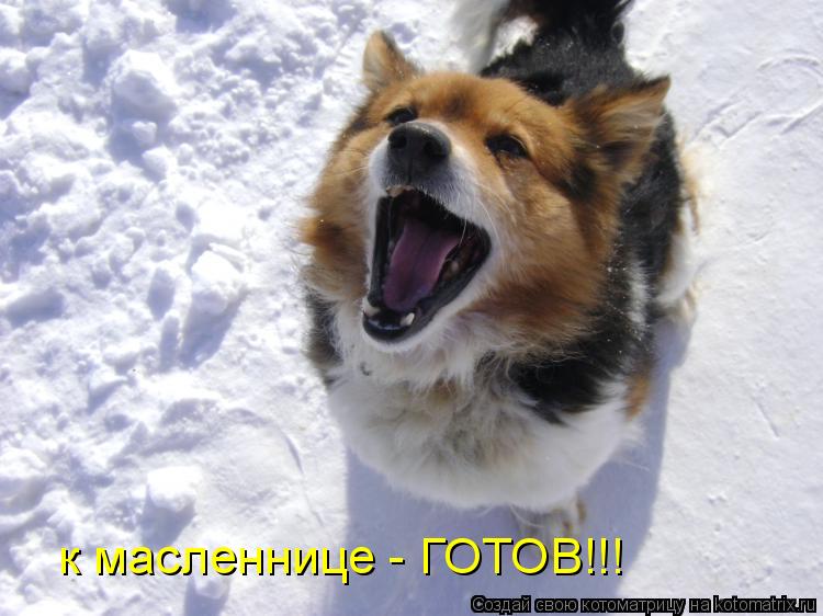 к масленнице - ГОТОВ!!!... Котоматрица: к масленнице - ГОТОВ!!!