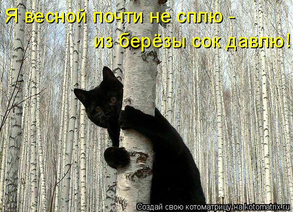 Я весной почти не сплю - из берёзы сок давлю!... Котоматрица: Я весной почти не сплю - из берёзы сок давлю!