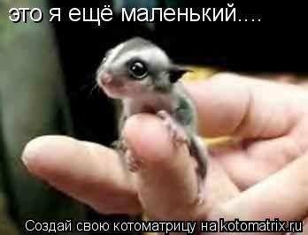 это я ещё маленький....... Котоматрица: это я ещё маленький....
