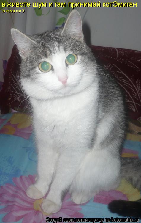 в животе шум и гам принимай котЭмиган фирма котЭ... Котоматрица: в животе шум и гам принимай котЭмиган фирма котЭ