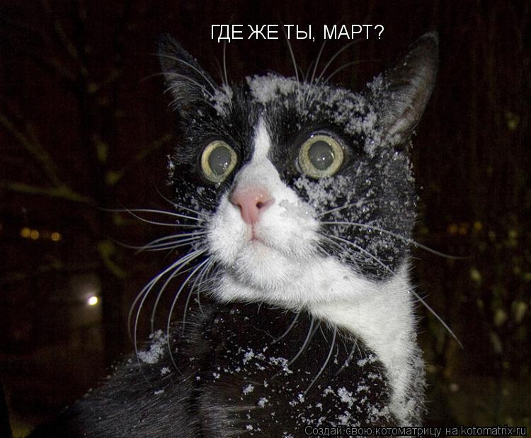 Котоматрица: ГДЕ ЖЕ ТЫ, МАРТ?