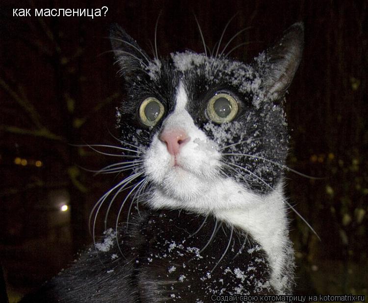 Котоматрица: как масленица?