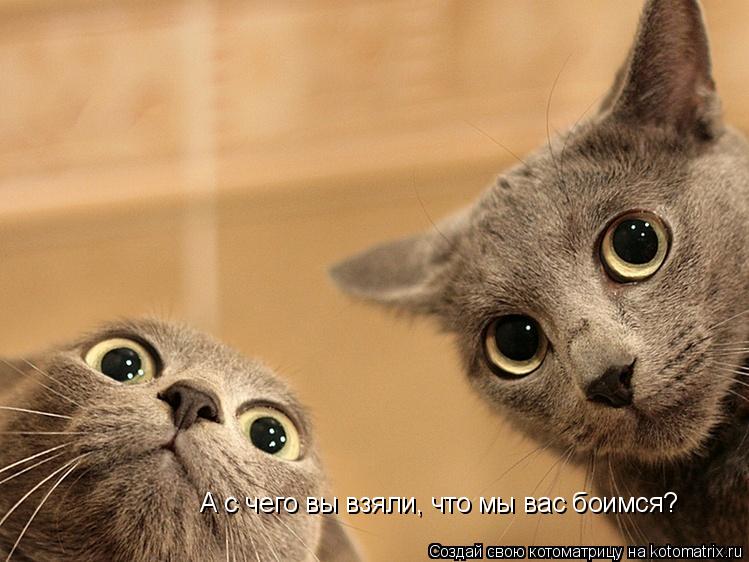 Котоматрица: А с чего вы взяли, что мы вас боимся?