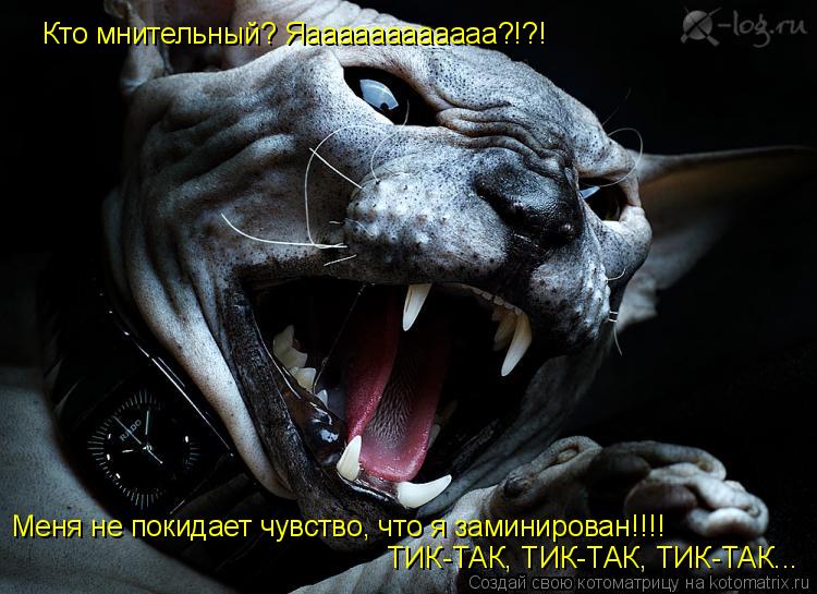 Котоматрица: Кто мнительный? Яаааааааааааа?!?! Меня не покидает чувство, что я заминирован!!!! ТИК-ТАК, ТИК-ТАК, ТИК-ТАК...