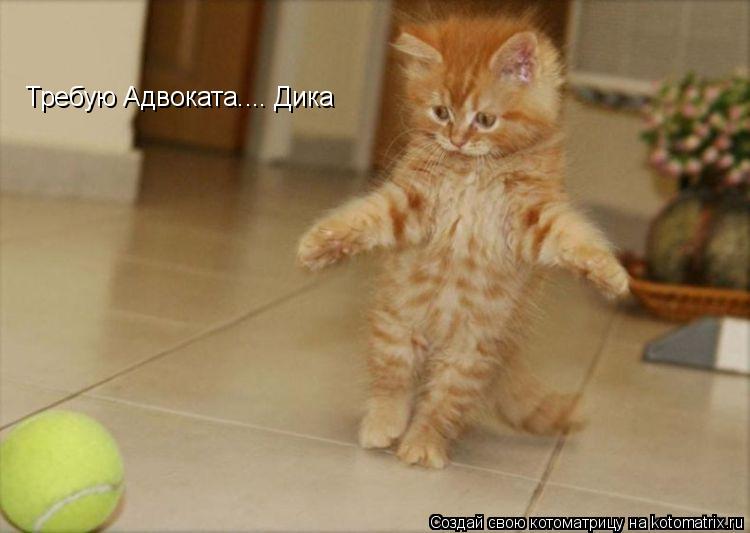 Котоматрица: Требую Адвоката.... Дика