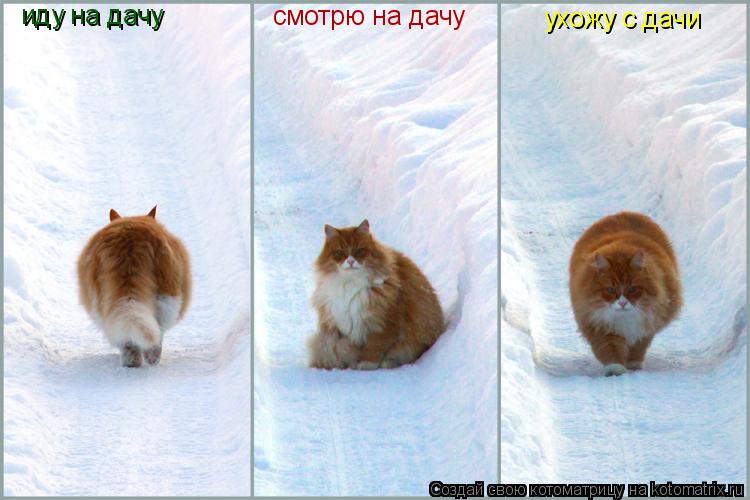 Котоматрица: иду на дачу смотрю на дачу ухожу с дачи