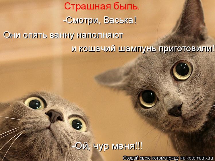 -Смотри, Васька! и кошачий шампунь приготовили! Страшная быль. Они опять ванну наполняют -Ой, чур ме... Котоматрица: -Смотри, Васька! и кошачий шампунь приготовили! Страшная быль. Они опять ванну наполняют -Ой, чур меня!!!