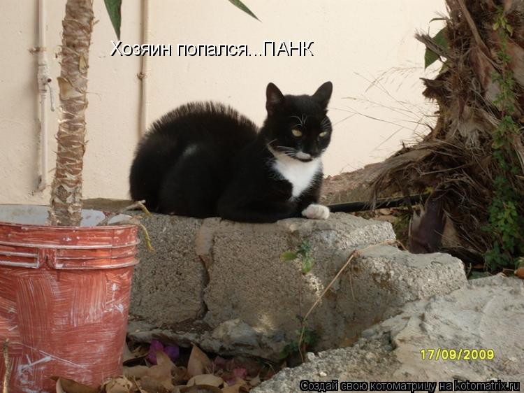 Хозяин попался...ПАНК... Котоматрица: Хозяин попался...ПАНК