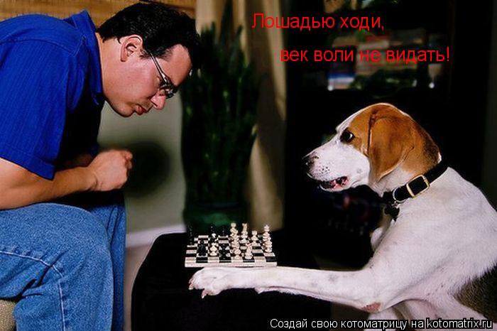 Лошадью ходи, век воли не видать!... Котоматрица: Лошадью ходи, век воли не видать!