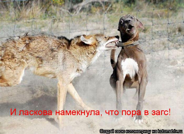 Котоматрица: И ласкова намекнула, что пора в загс!