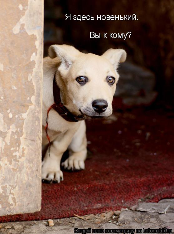 Котоматрица: Я здесь новенький. Вы к кому?