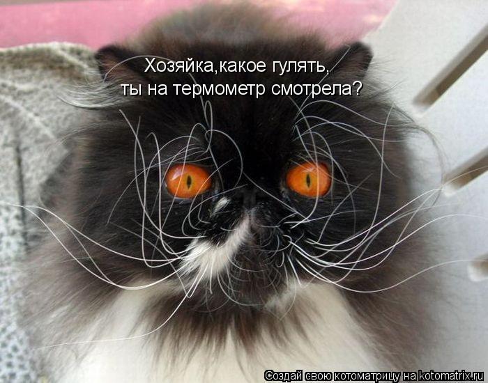 Котоматрица: Хозяйка,какое гулять, ты на термометр смотрела?