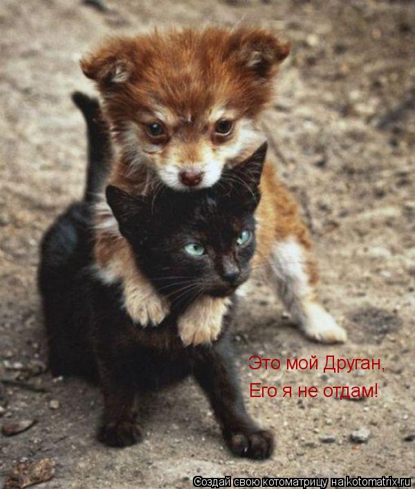 Котоматрица: Это мой Друган, Его я не отдам!