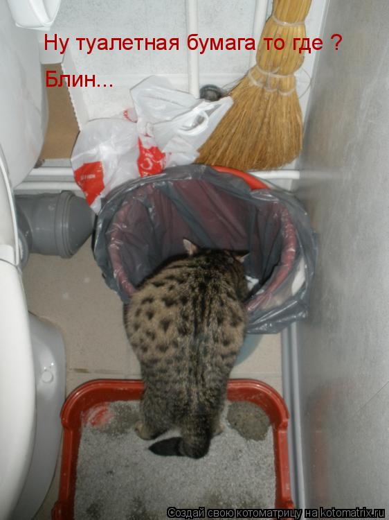 Котоматрица: Ну туалетная бумага то где ? Блин...